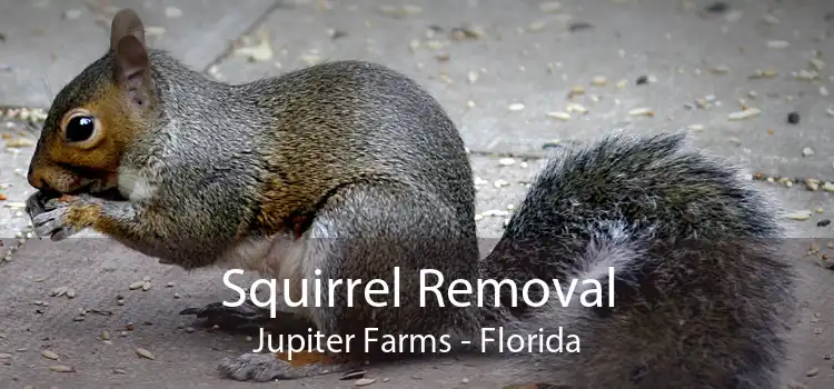 Squirrel Removal Jupiter Farms - Florida