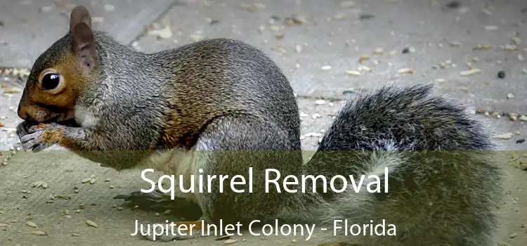 Squirrel Removal Jupiter Inlet Colony - Florida