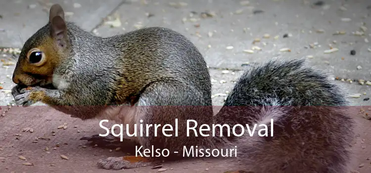 Squirrel Removal Kelso - Missouri