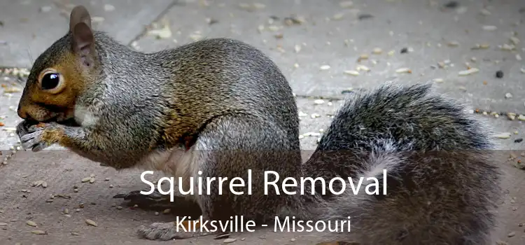 Squirrel Removal Kirksville - Missouri