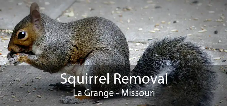 Squirrel Removal La Grange - Missouri