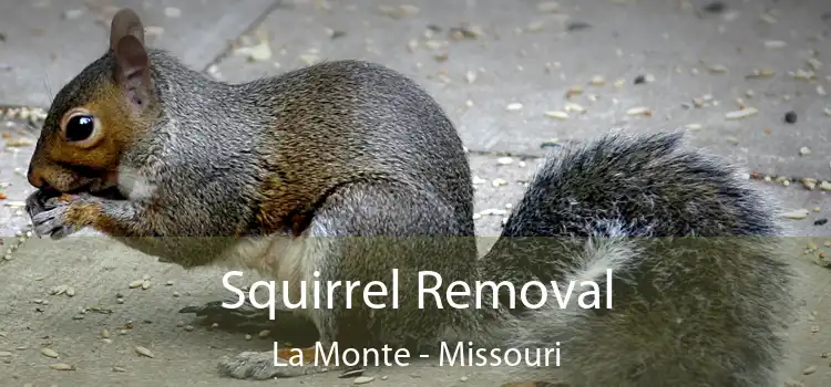 Squirrel Removal La Monte - Missouri
