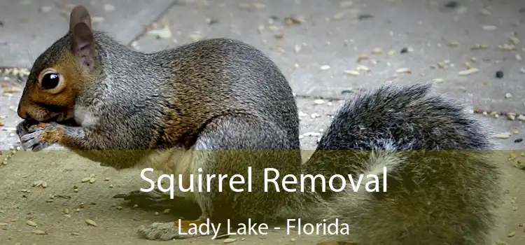 Squirrel Removal Lady Lake - Florida