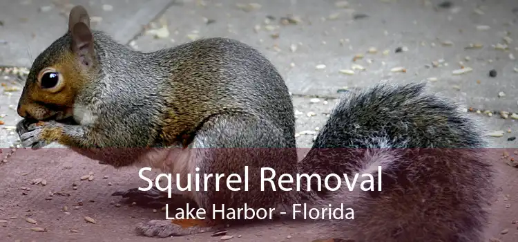 Squirrel Removal Lake Harbor - Florida