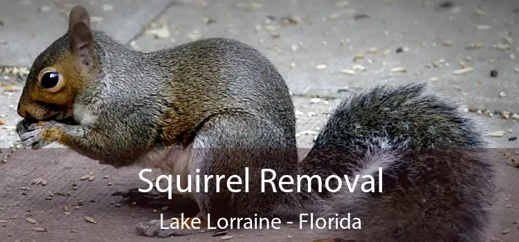 Squirrel Removal Lake Lorraine - Florida