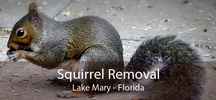 Squirrel Removal Lake Mary - Florida