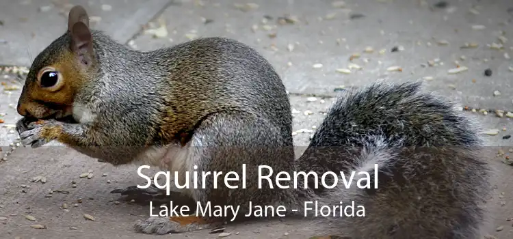 Squirrel Removal Lake Mary Jane - Florida