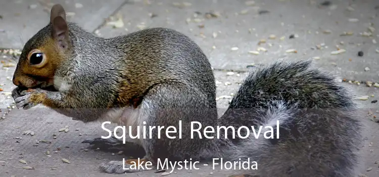 Squirrel Removal Lake Mystic - Florida