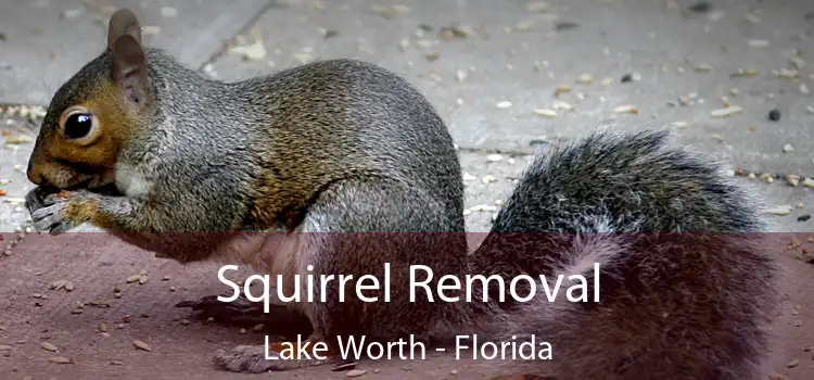 Squirrel Removal Lake Worth - Florida