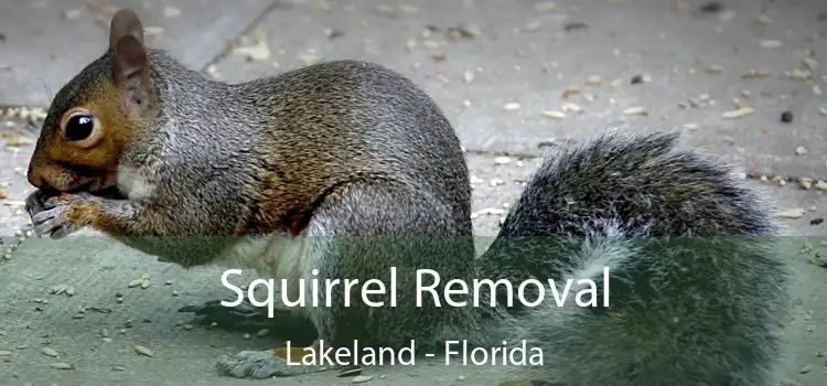 Squirrel Removal Lakeland - Florida