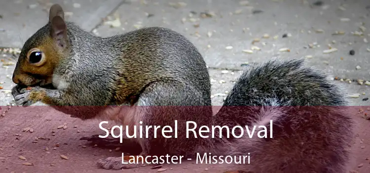 Squirrel Removal Lancaster - Missouri