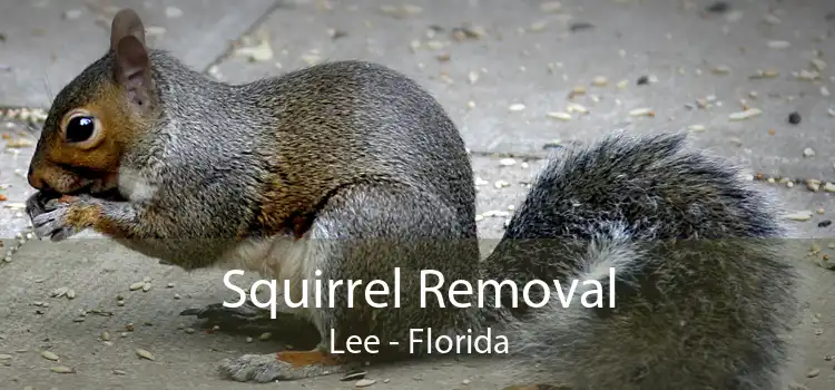 Squirrel Removal Lee - Florida
