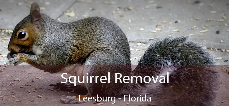 Squirrel Removal Leesburg - Florida