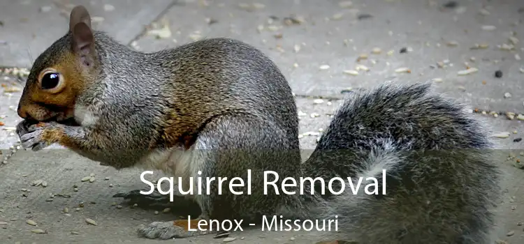 Squirrel Removal Lenox - Missouri