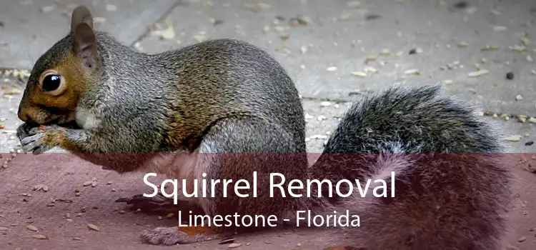 Squirrel Removal Limestone - Florida