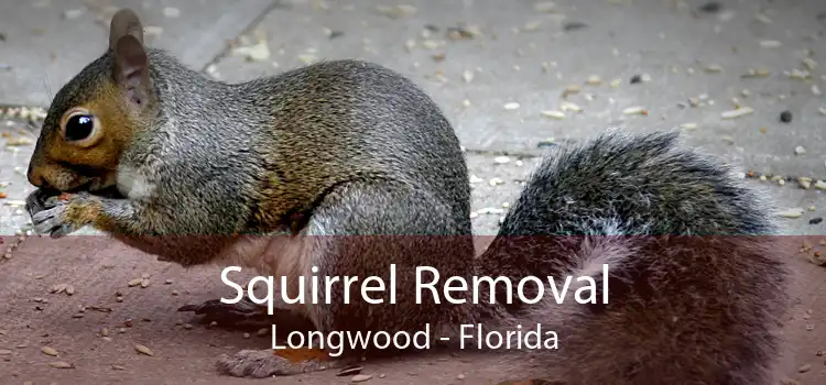 Squirrel Removal Longwood - Florida