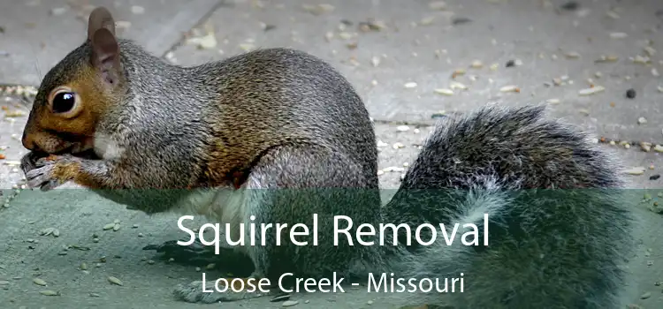 Squirrel Removal Loose Creek - Missouri