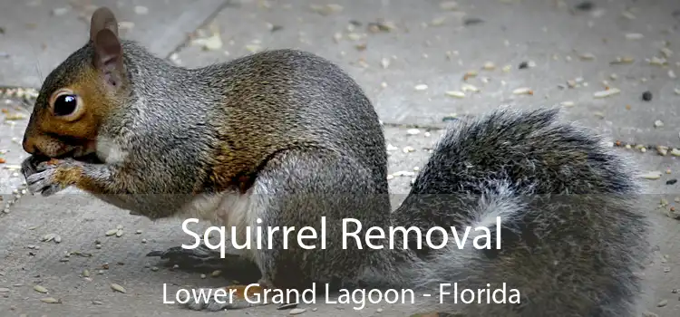 Squirrel Removal Lower Grand Lagoon - Florida