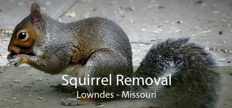 Squirrel Removal Lowndes - Missouri