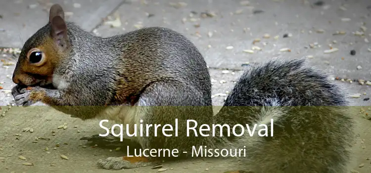 Squirrel Removal Lucerne - Missouri