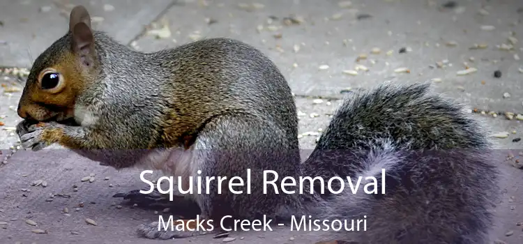 Squirrel Removal Macks Creek - Missouri