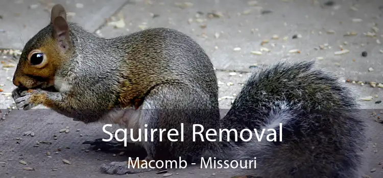 Squirrel Removal Macomb - Missouri