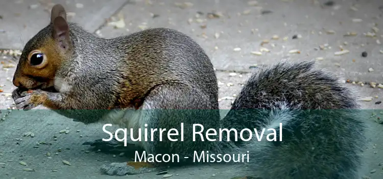 Squirrel Removal Macon - Missouri
