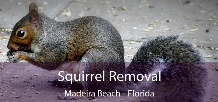 Squirrel Removal Madeira Beach - Florida