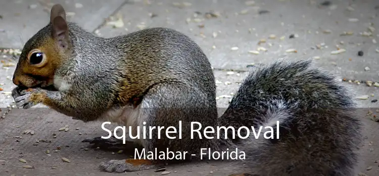Squirrel Removal Malabar - Florida