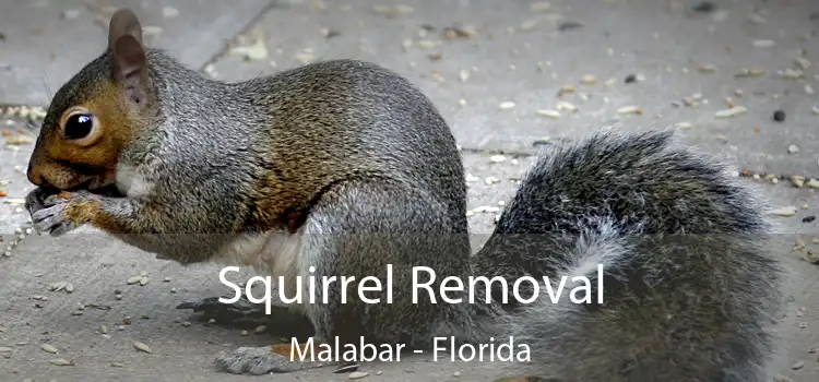 Squirrel Removal Malabar - Florida