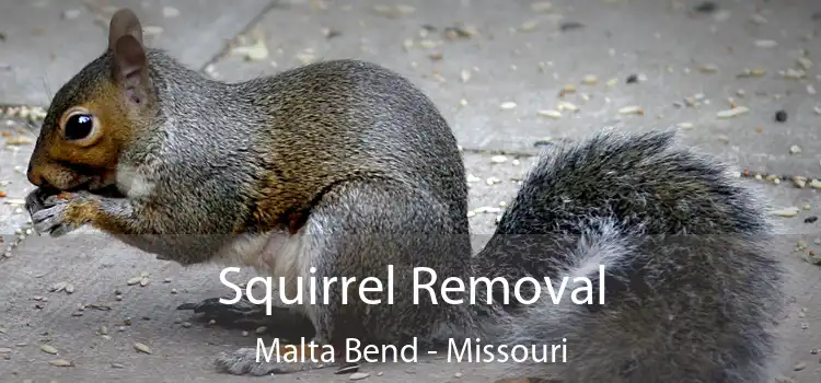 Squirrel Removal Malta Bend - Missouri