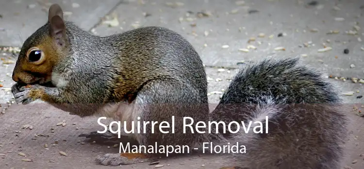 Squirrel Removal Manalapan - Florida
