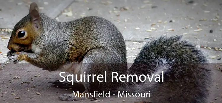 Squirrel Removal Mansfield - Missouri