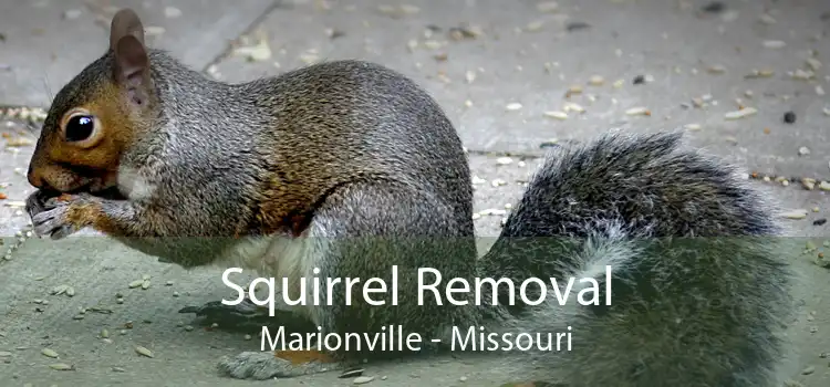 Squirrel Removal Marionville - Missouri