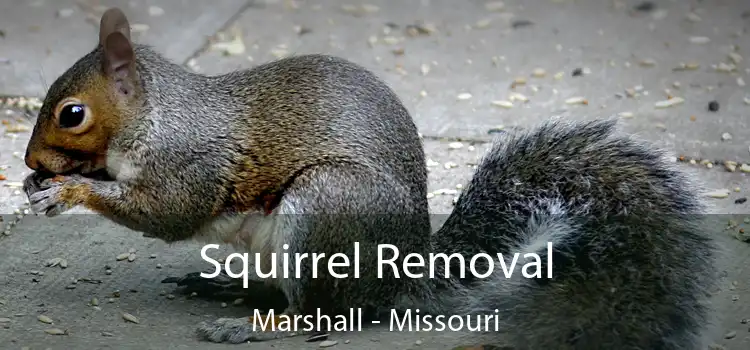 Squirrel Removal Marshall - Missouri