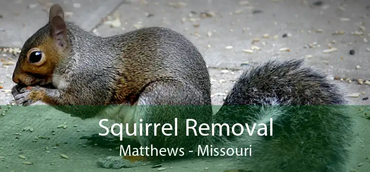 Squirrel Removal Matthews - Missouri