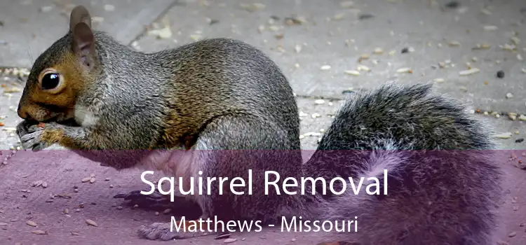 Squirrel Removal Matthews - Missouri