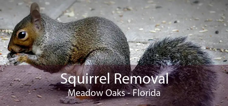 Squirrel Removal Meadow Oaks - Florida