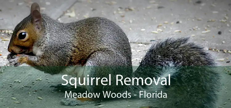Squirrel Removal Meadow Woods - Florida