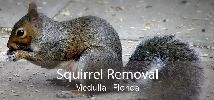 Squirrel Removal Medulla - Florida
