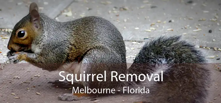 Squirrel Removal Melbourne - Florida