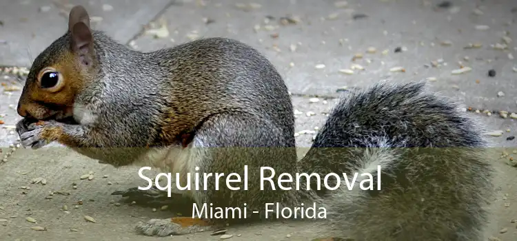 Squirrel Removal Miami - Florida