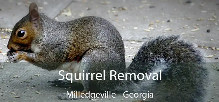 Squirrel Removal Milledgeville - Georgia