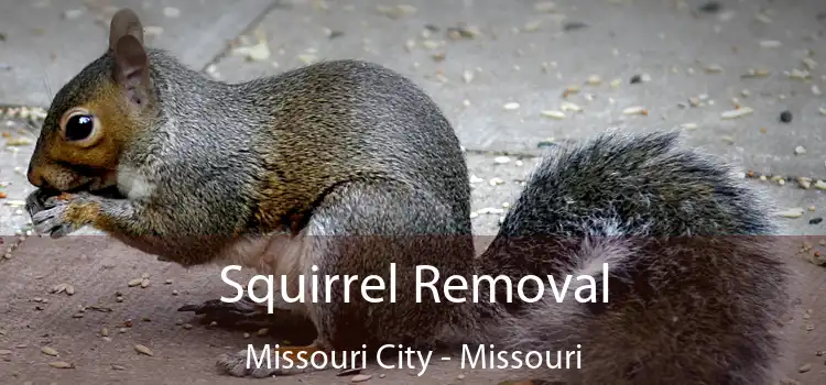 Squirrel Removal Missouri City - Missouri