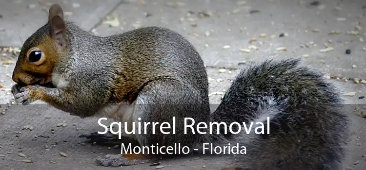 Squirrel Removal Monticello - Florida