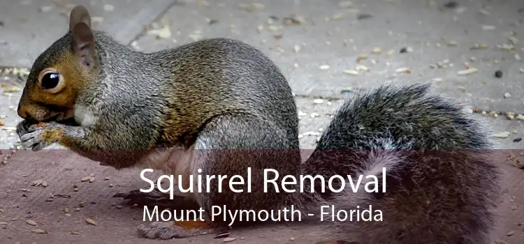 Squirrel Removal Mount Plymouth - Florida