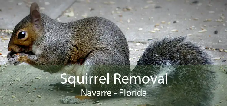 Squirrel Removal Navarre - Florida
