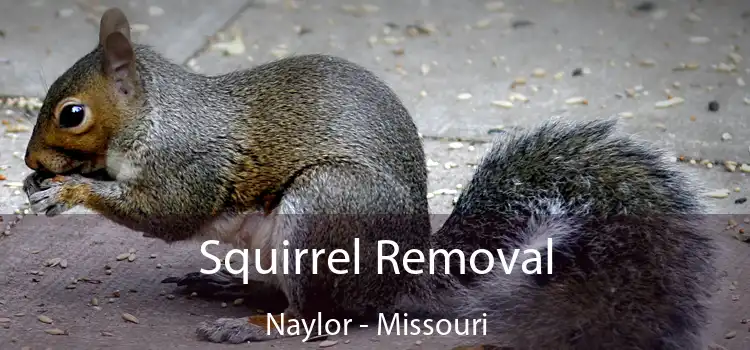 Squirrel Removal Naylor - Missouri