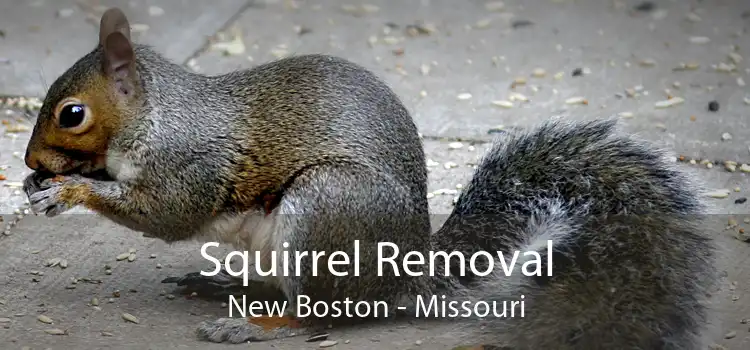 Squirrel Removal New Boston - Missouri