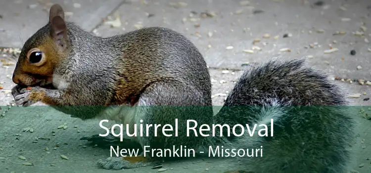 Squirrel Removal New Franklin - Missouri